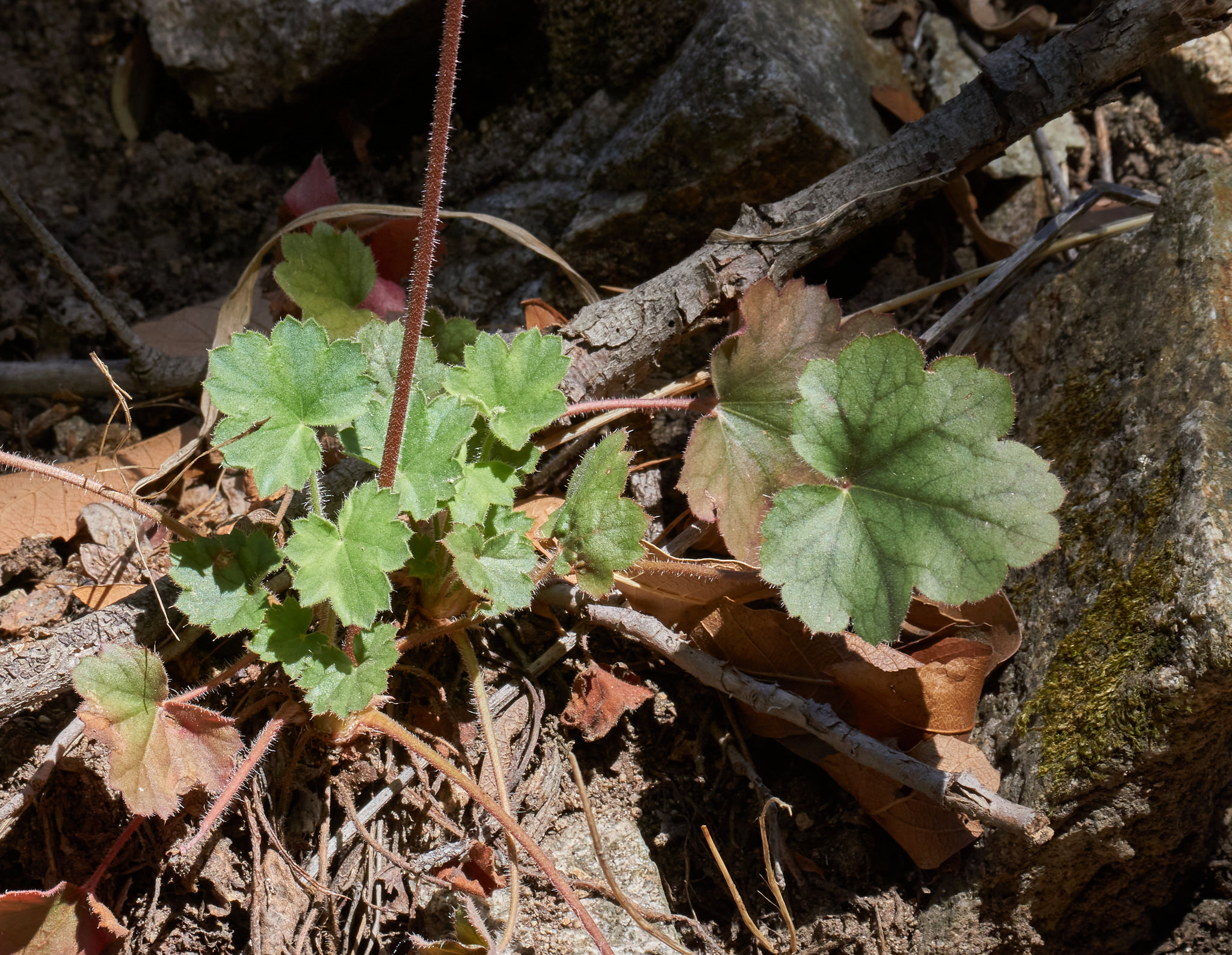 Heuchera sanguinea